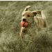 Chuckit! Ultra Ball Dog Toy Medium - Pack of 2 Balls - Buy Online on GoSupps.com