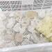 1pc Quartz Natural White Minerals Specimen Crystals Cluster for Stones 500-650g - Buy Online on GoSupps.com