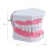 LVCHEN 2 Times Teeth Model with Toothbrush - Dental Large Teeth Model for Kids Dental Teaching Study - Buy Online on GoSupps.com