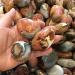 3pc Natural Minerals Ocean Jasper Palm Size Tumbled Stones for Decoration - Buy Online on GoSupps.com