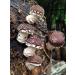 Grow Your Own Shiitake Mushrooms - 12 Log Kit - Buy Online on GoSupps.com