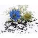 Black Seed Bitters with Moringa 3 x 16 oz Bottles for Detox - Gye Nyame Blend | Save Now - Buy Online on GoSupps.com