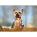 Shop Stylish Aring Pet Dog Collar with Flower - Autumn Maple Leaf Design for Small to Large Dogs | Perfect Gift for Dog Lovers - Buy Online on GoSupps.com