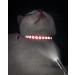 Buy Taglory Reflective Cat Collar 2-Pack with Safety Clasp & Bell | Adjustable 19-32cm Red Collars for Cats & Kittens - International Shipping Available! - Buy Online on GoSupps.com