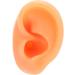Flexible Reusable Human Ear Model for Piercing Training - Left Ear | Waterproof & Authentic - Buy Online on GoSupps.com
