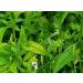 SEP Nilavembu Powder 1Kg | Kirayata | Chirata | Kalmegh | Andrographis Paniculata - Buy Online on GoSupps.com