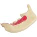 Acfthepiey Dental Treatment Model - Anatomy of Gums & Teeth Study Tool for Dental Education - Buy Online on GoSupps.com