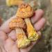 Zercumm Yunnan Agaricus Blazei 500G Mushroom Soup Ingredients Edible Fungus Dry Goods Agaricus Blazei Brazil Mushroom - Buy Online on GoSupps.com