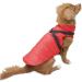 EASTLION XL Red Winter Dog Coat - Warm Waterproof Jacket for Puppies | D-Ring Vest Apparel - Buy Online on GoSupps.com
