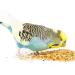 Budgie Food Premium Bird Seed Food Mix Natural & Healthy Treats Snacks Gourmet Choice 2.4L Resealable Tub 1.8kg - Buy Online on GoSupps.com