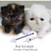 Dongdong Pet Silicone Feeding Set for Newborn Kittens, Puppies & Small Animals - 5 pcs, White - Buy Online on GoSupps.com