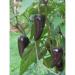75mg Organic Czech Black Hot Pepper Seeds Czechoslovakian Heirloom Peppers 10 - Buy Online on GoSupps.com
