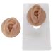 Silicone Ear Model for Display and Acupuncture Practice - Deep Skin Color - Buy Online on GoSupps.com