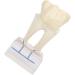 Professional Dental Nerve Model for Teaching | Resin Tooth Model for Students | International Shipping - Buy Online on GoSupps.com