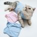 Cat Professional Surgical Recovery Suit Cat Clothes for Abdominal Wounds or Skin Diseases (M Blue) 1.36 kg (Pack of 1) Blue - Buy Online on GoSupps.com
