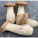 King Oyster/ White Elf Shredded Gourmet Wild Dried Mushrooms (Pleurotus Cystidiosus) 40g The Lincolnshire Mushroom Co. - Buy Online on GoSupps.com