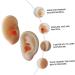 Tofficu 1 Pair Silicone Ear Picking Practice Tunnels | Simulated Auditory Meatus Model for Ear Display | Artificial Display Ear Mold - Silica Gel - Buy Online on GoSupps.com