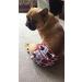 Glenndarcy Dog Diapers without Tail Hole for French Bulldogs - Black Pink Dots - Includes 2 Washable Pads - Medium Long Size - Buy Online on GoSupps.com