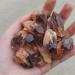 2.2lb Natural Amethyst Rough Surface raw Quartz Crystal Specimen Reiki Stones - Buy Online on GoSupps.com