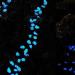 300 Colorful Fluorescent Stones - Bright Pebbles for Garden Sidewalks & Aquariums - 17x13mm Blue Decorative Stones - Buy Online on GoSupps.com