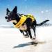 Ezydog Premium Life Jacket for Dogs | DFD X2 Chiminal Vest - Small Medium & Large - Red (4XS) - Ultimate Safety & Comfort - Buy Online on GoSupps.com