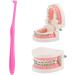 Ververt Touch Dnichs Orthodontic Toothbrush Set - 3-Pack Small Head Tooth Cleaning Brushes - Pink - Ideal for Effective Oral Care - Buy Online on GoSupps.com