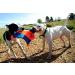 Chuckit! Flying Squirrel Dog Toy Medium - Interactive Floating Disc Frisbee for Tossing and Fetch - Buy Online on GoSupps.com