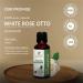 White Rose Otto Oil 15 ML | 100% Pure Natural Rosa Alba Essential Oil | Therapeutic Grade Uncut | International Shipping Available - Buy Online on GoSupps.com