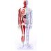 Male Acupuncture and Moxibustion Manikin 85cm with Pressure Points and Twelve Meridians Used for Teaching Point Model of School Supplies - Buy Online on GoSupps.com