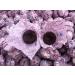 WENXUANSU:Pu erh mini tea cakes fermented Tuocha in bag packing 2 Pound (908 grams) - Buy Online on GoSupps.com