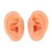 Ear Display Model Silicone Simulated Soft Ear Model Waterproof Long Lasting for Store - Buy Online on GoSupps.com
