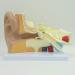 Human Ear Model 3X Enlarged 3-Piece Ear Anatomy Model Professional Ear Simulation Model Shows External Middle and Inner Ear for Medical Education