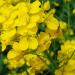 200 Seeds/Packs Plants in potio Yellow Flourishing of The Oil Oil rapeseed Edible rapeseed - Buy Online on GoSupps.com