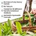Ivy's Mukta Vati Herbal Tablets - Ayurvedic Formula for Natural Wellness - Buy Online on GoSupps.com