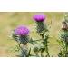 Vet's Advantage 100% Pure Stone-ground Milk Thistle Powder for Dogs - for Optimal Liver Health & Detoxification - Buy Online on GoSupps.com