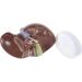 Anatomical Model of The Human Liver Hepatobiliary Model Pancreatic Bile Model 1.5X of The Bile Duct for Study - Buy Online on GoSupps.com