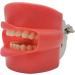AWJ Dental Anatomy Cavity Cover Models - 28 Screwproof Teeth for Dental Students & Stomatology Training - Buy Online on GoSupps.com