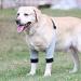 Dog Elbow Brace Pads for Canine Elbow and Shoulder Support Elbow Hygroma Dysplasia Elbow Calluses Osteoarthritis Pressure Sores and Shoulder Dislocation for Canine Elbow qzjijosen (L) - Buy Online on GoSupps.com