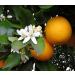 Organic Moroccan Orange Blossom Water - 4oz Glass Bottle | 100% Pure Neroli Water | Hydrating & Rejuvenating | Imported from Morocco - Buy Online on GoSupps.com