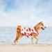 Buy 2 Piece Cotton Dog T-Shirts | Breathable & Lightweight Summer Vests for Small Dogs | Cute Fruit Prints for Chihuahuas & Puppies - Buy Online on GoSupps.com