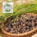 Clean Organic Nagarmotha Powder- Cyperus scariosus - 100% Pure and Natural (500) 100 g (Pack of 1) - Buy Online on GoSupps.com