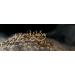 Wakey Premium Vietnamese 100% Arabica Coffee Beans 1Kg - Buy Online on GoSupps.com