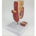YOtat Human Pathological Hemorrhoids Model-Colorectal Hemorrhoid Lesion Model-Placed On The Base-is The Best Teaching Aid for Doctor-Patient Communication - Buy Online on GoSupps.com