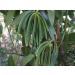 Grade B Madagascar Vanilla Beans (20 pcs, 5-7) for Extract, Paste, Cooking & Baking | Whole Bourbon NON-GMO Pods by FITNCLEAN VANILLA - Buy Online on GoSupps.com