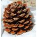 GETSO Seeds Package Non Plants 40 Pinus Pinea Seeds 950g 3350z Pine Cones Nuts Pinus Pinea Seeds Italian Stone decorationSeed - Buy Online on GoSupps.com
