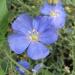 1g150 Sapfir Flowering Flax Seeds