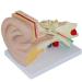 Anatomiemodell of The Human Ear Model Enlarge Detachable Ear Structure Model Interior earlabyrinth Research