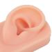 Soft Silicone Ear Model for Ear Piercing & Acupuncture - Realistic Skin Feel | Jewelry Display Prop (Light Beige - Buy Online on GoSupps.com