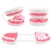 Ultrassist 6 Times Enlarge Mouth Model White Hinge for Speech Therapy - Ideal Dental Teaching Tool for Kids with Toothbrush Included - Buy Online on GoSupps.com