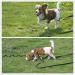 HAPPY HACHI 10m/33ft Dog Training Lead Nylon Leash for Small Medium Large Dogs - Recall, Obedience, Tracking - Black - Buy Online on GoSupps.com